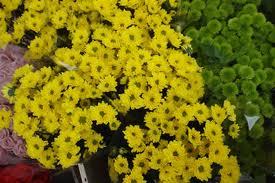 Fresh Cut Flowers