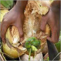 Fresh Natural Coconut