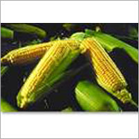 Yellow Corn - Variable Size, Yellow Color, 14% Moisture | Boil or Roast, High Starch, Unique Taste, Versatile Cooking Use