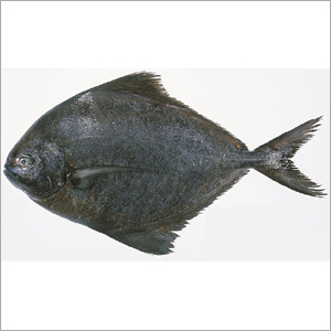 Black Pomfret