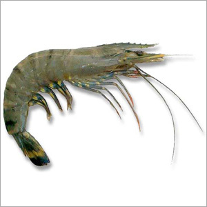 Black Tiger Prawn