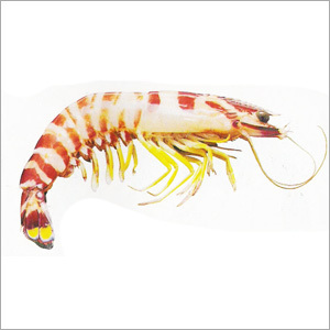 Flower Prawn