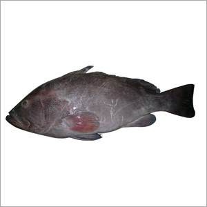 Gray Grouper Fish