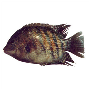 Pearl Spot Fish