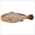 Ghol Fish