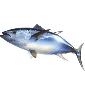 Tuna Fishes