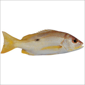 Black Spot Snapper