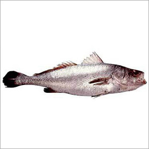 Croaker Fish