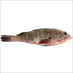Reef Cod