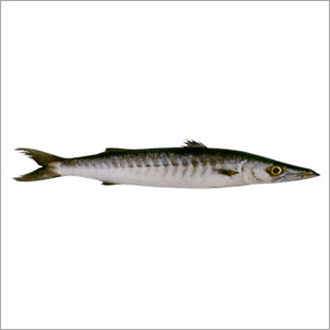 Barracuda Fish