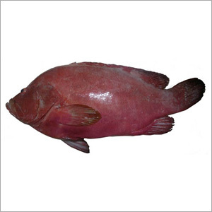 Red Groupper