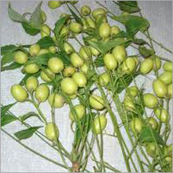 Neem Fresh Seeds
