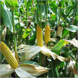 Fresh Yellow Maize