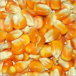 Indian Yellow Maize - Medium Round Dent Kernels | Fresh, Nutritious, Chemical-free, Versatile, High Quality, Sustainable Taste