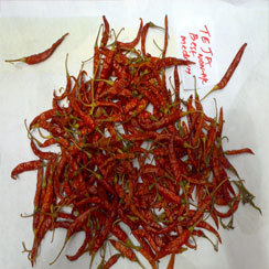Teja S-17 Guntur Red Chilli