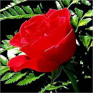 Rose Oil