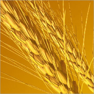 Wheat Grain