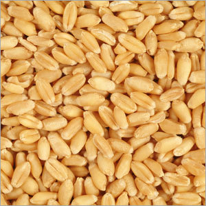 Wheat