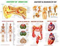 Anatomical Chart Series