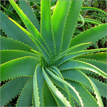 Aloe Vera