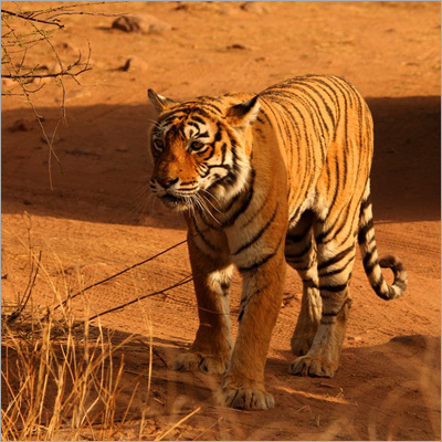 Wild Life Safari Tour