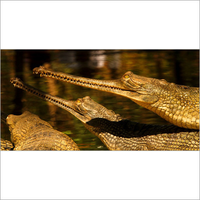 Wildlife Adventure Tours
