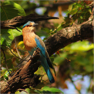 Wild Images Photographic Tours