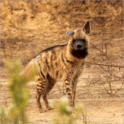 Wildlife Safari Tour