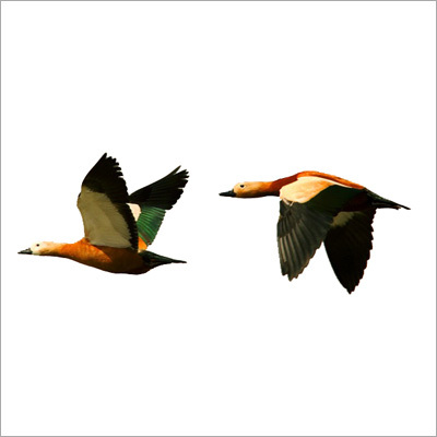 Wildlife Photo Tours