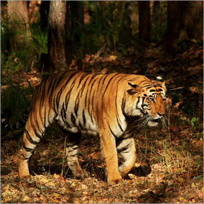 Indian Wildlife Travel