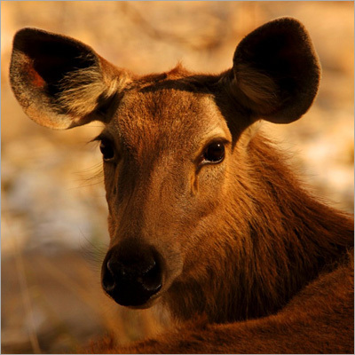 India Wildlife Adventure Tours