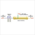 Low Pressure Air Dryers