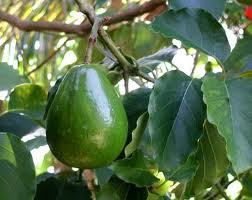 Avacado Fruit