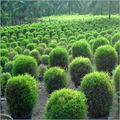 Altina Plant