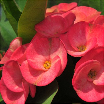 Elegance Flowers