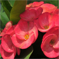 Elegance Flowers