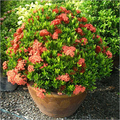 Kedarnath Ornamental Plant