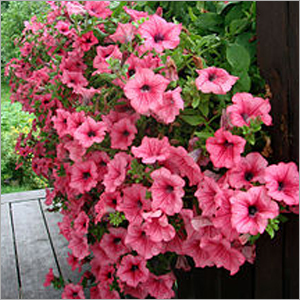 Mahatma Ornamental Plant