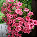 Mahatma Ornamental Plant