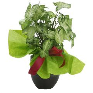 Mussaenda Plant