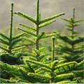 Christmas Tree Plant