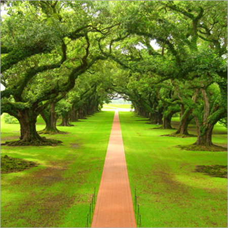 Mahogany Tree