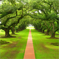Mahogany Tree
