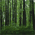 Lamboo Tree