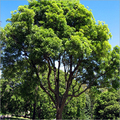 Rain Tree