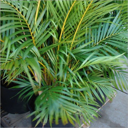 Areca Palm Plant