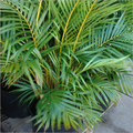 Areca Palm Plant