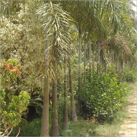 Foxtail Palm
