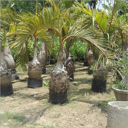 Samoan Palm