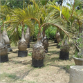Samoan Palm